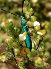 Hypocrites scabriusculus