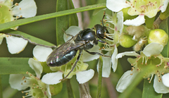 Euryglossa