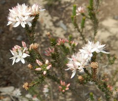 Calytrix alpestris