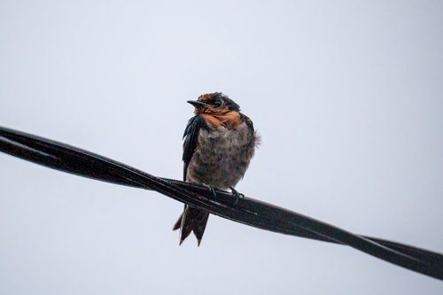 Pacific Swallow