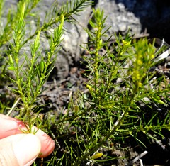 Empleuridium juniperinum