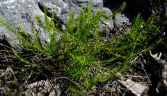 Empleuridium juniperinum