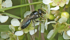 Euryglossa