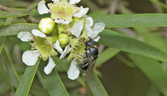 Euryglossa