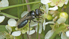Euryglossa
