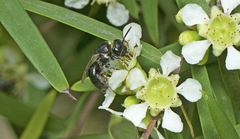 Euryglossa