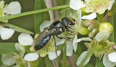 Euryglossa