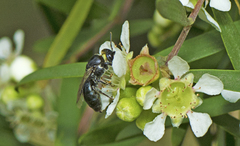Euryglossa
