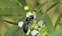 Euryglossa