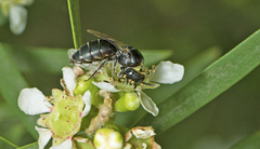 Euryglossa