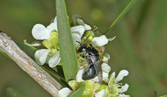 Euryglossa