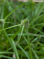 Cyperus hortensis, photograph (c) Alison Northup, some rights reserved (CC BY)