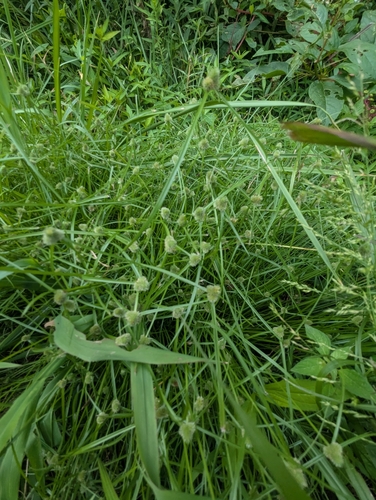 Cyperus hortensis, photograph 5
