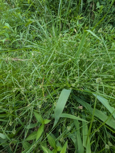 Cyperus hortensis, photograph 6