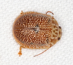 Paropsis omphale