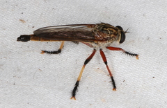 Colepia rufiventris