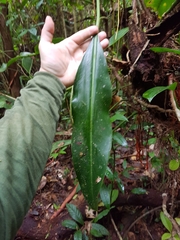Philodendron glaziovii, photograph Celso Henrique Varela Rios, CC BY, iNaturalist via GBIF