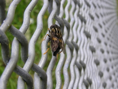 Helophilus antipodus