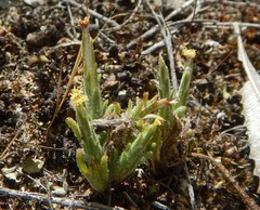 Podotheca angustifolia
