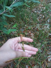 Carex flacca serrulata