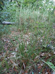 Carex flacca serrulata