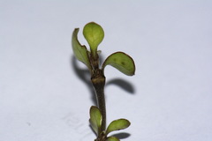 Coprosma rigida