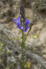 Comesperma calymega