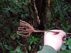 Marcgravia polyantha