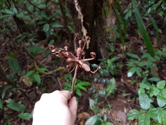 (c) Celso Henrique Varela Rios, some rights reserved (CC BY) Marcgravia polyantha, photograph (c) Celso Henrique Varela Rios, some rights reserved (CC BY)