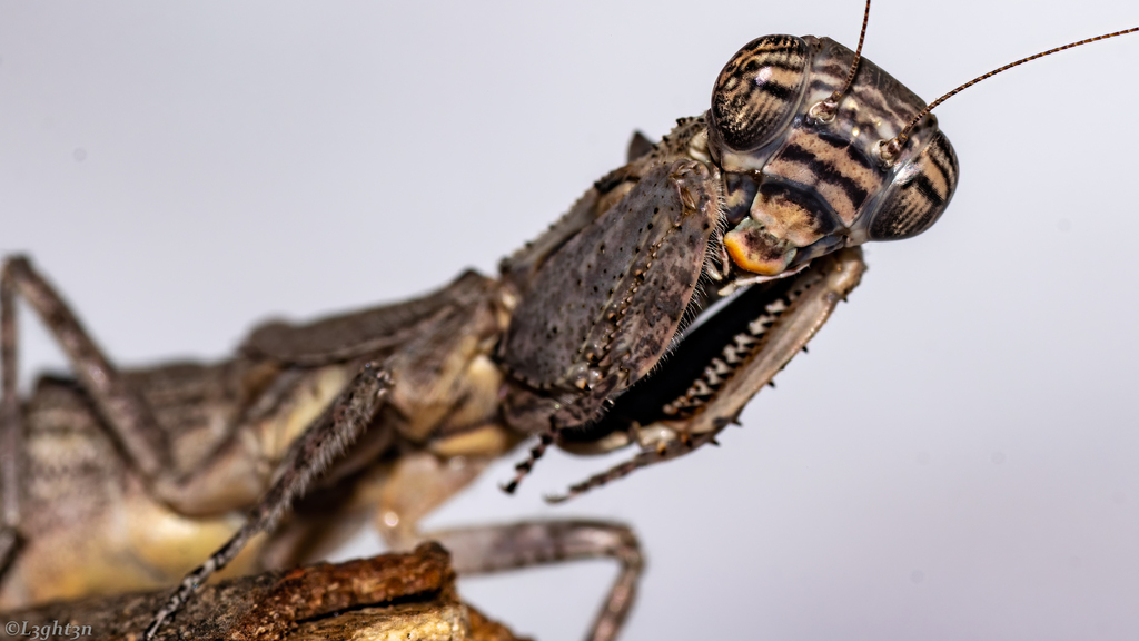 Tarachodina