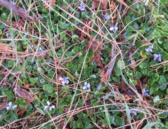 Viola sieberiana