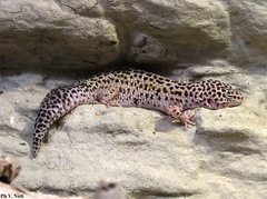 Eublepharis