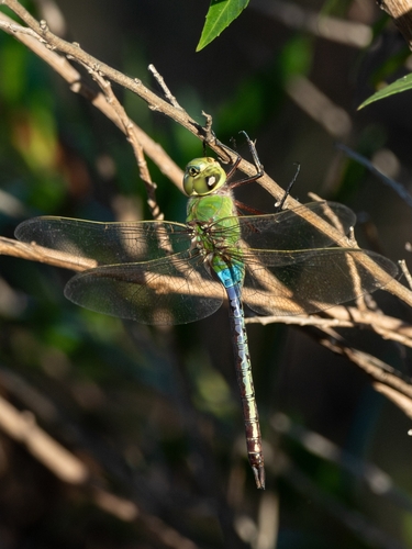 iNaturalist observation photo of Common Green Darner