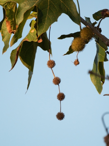 iNaturalist observation photo of western sycamore