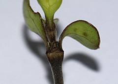 Coprosma rigida