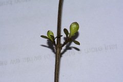 Coprosma rigida