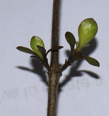 Coprosma rigida