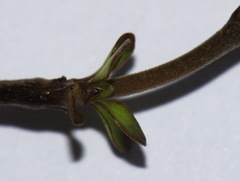 Coprosma rigida