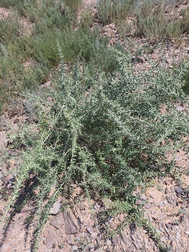 Lycium ruthenicum (Lycium ruthenicum)