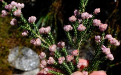 Erica tegulifolia