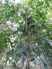 Cussonia sphaerocephala