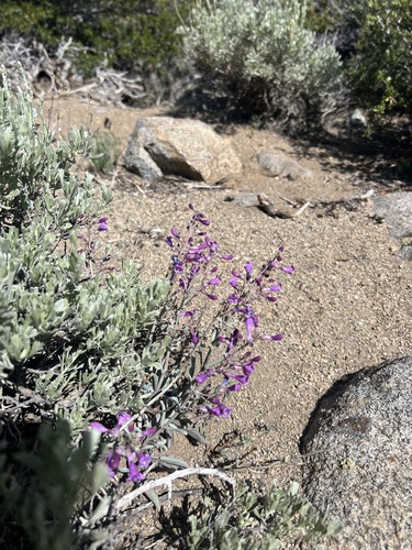 Lone Pine Beardtongue (Penstemon patens)