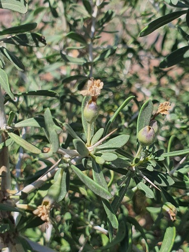 Lycium ruthenicum (Lycium ruthenicum)