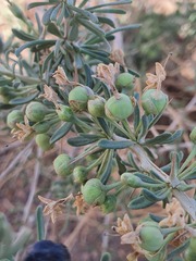 Lycium ruthenicum, photograph Urgamal Magsar, CC BY, iNaturalist via GBIF