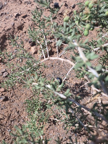 Lycium ruthenicum, photograph 4
