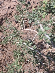 Lycium ruthenicum, photograph Urgamal Magsar, CC BY, iNaturalist via GBIF