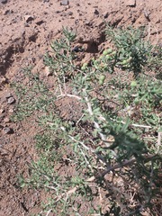 Lycium ruthenicum, photograph Urgamal Magsar, CC BY, iNaturalist via GBIF