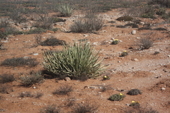 Euphorbia dregeana
