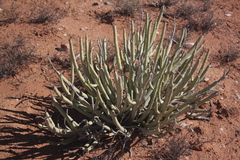 Euphorbia dregeana