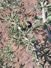 Lycium ruthenicum, photograph Urgamal Magsar, CC BY, iNaturalist via GBIF